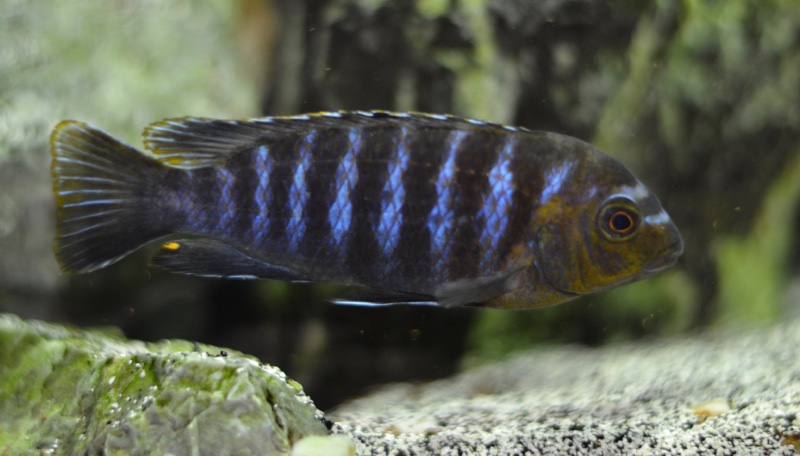 Tropheops sp. 'membe' Likoma Island